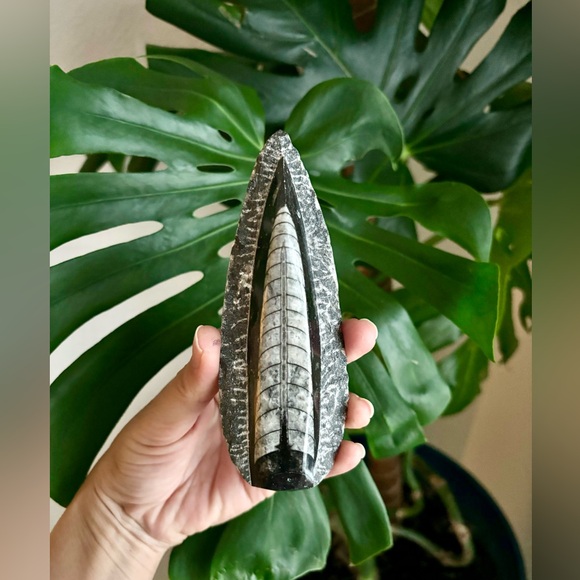 Orthoceras from Morocco - Picture 3 of 5